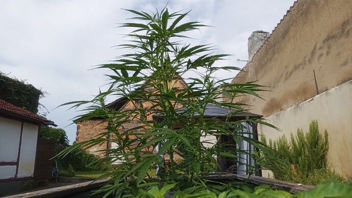 Growreport Bild 1