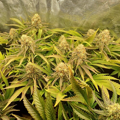 Growreport Bild 6