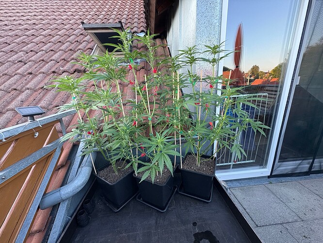 Foto 19.07.25, 06 20 47