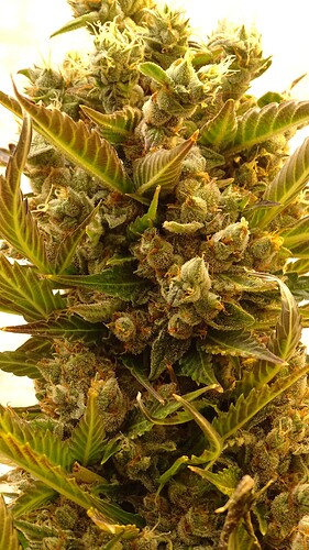 Growreport Bild 25