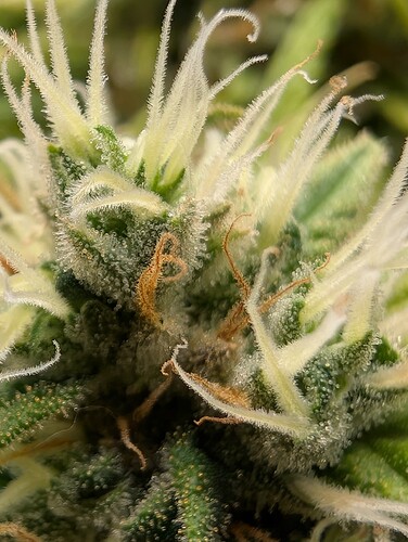 Growreport Bild 5