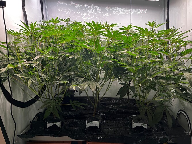 Growreport Bild 7