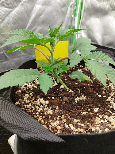 Eine junge Cannabispflanze in einem Stofftopf mit Erde, die sich in der Wachstumsphase befindet. Die Pflanze hat mehrere Blattpaare und einen aufrechten Hauptstamm. Ein gelbes Schild ist in die Erde gesteckt.
