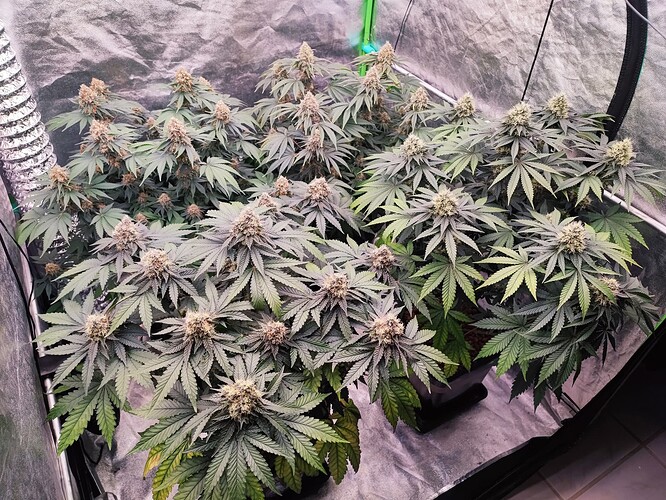 Growreport Bild 11