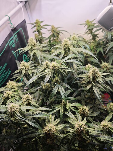 MVIMG_20251107_163521