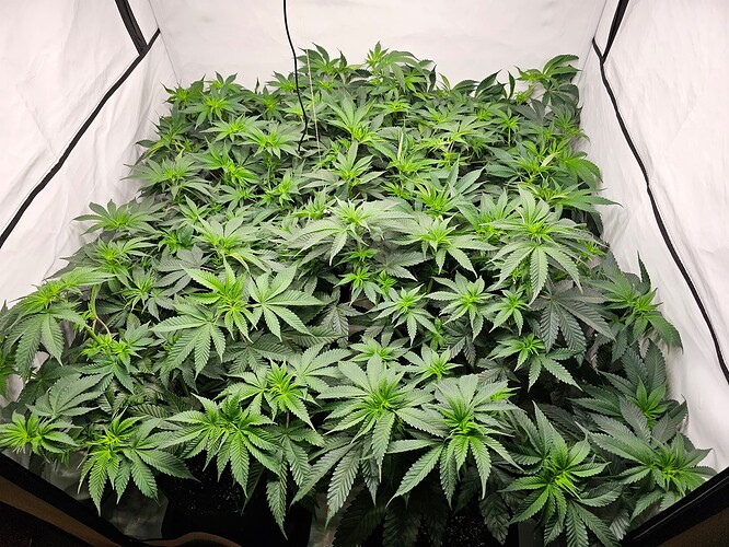 Growreport Bild 3