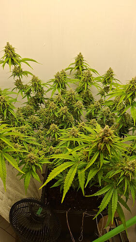 Growreport Bild 331
