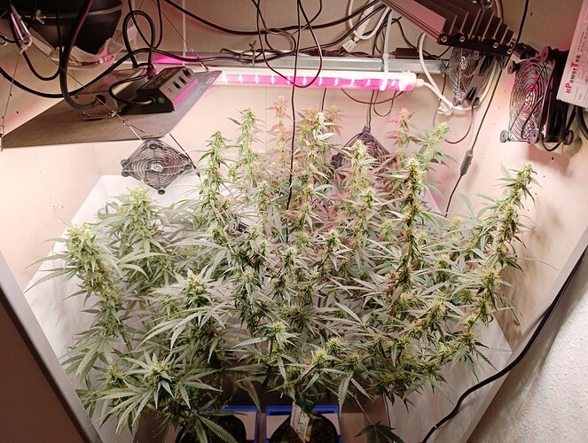 Growreport Bild 7