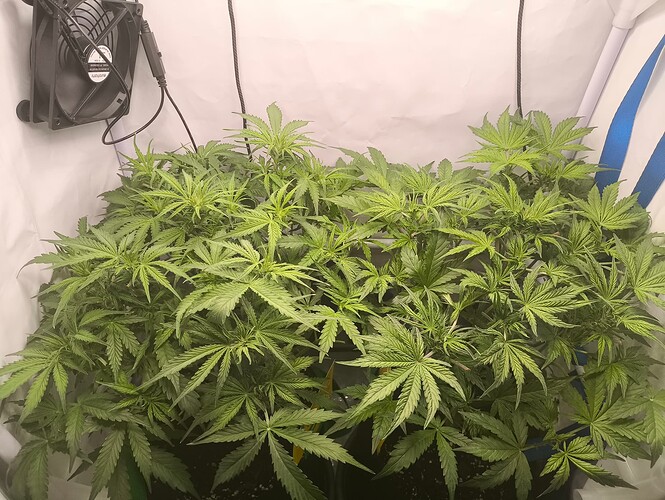 Growreport Bild 25