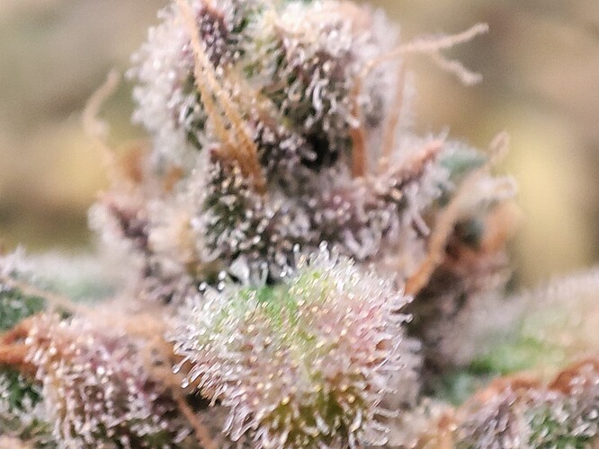 Growreport Bild 25