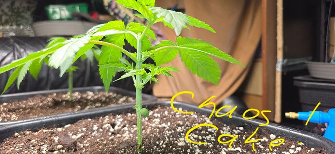 Growreport Bild 8