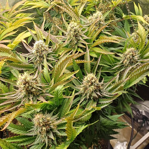 Growreport Bild 7