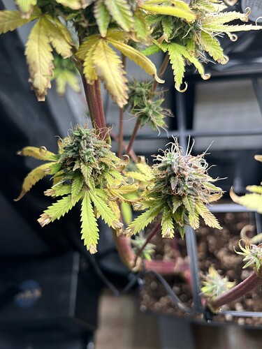 Growreport Bild 5