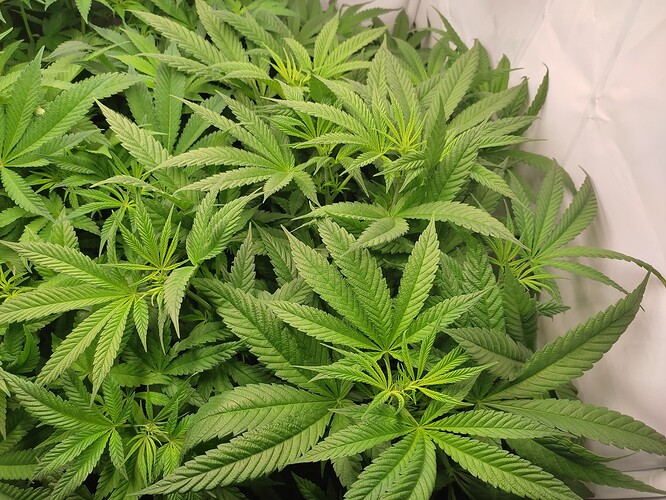 Growreport Bild 23