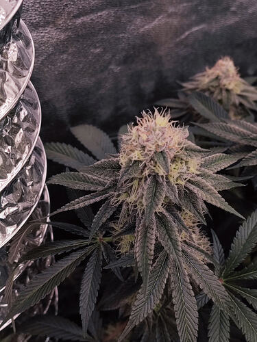 Growreport Bild 131