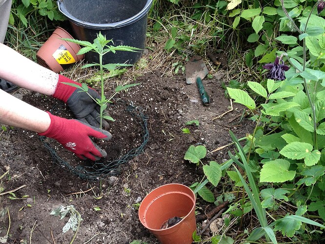Eine Person in roten Gartenhandschuhen pflanzt eine junge Cannabis-Pflanze in ein mit Drahtgitter geschütztes Loch im Garten.