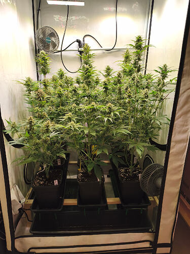 Growreport Bild 4