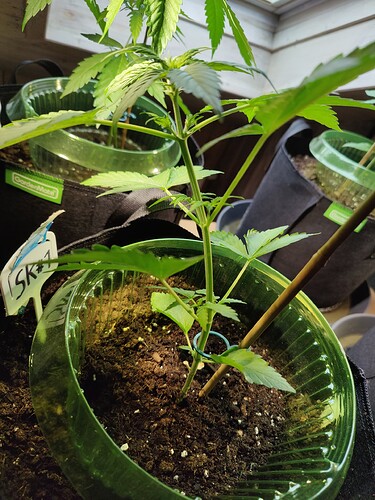 Growreport Bild 1