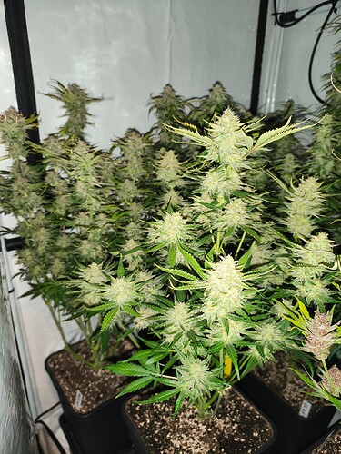 Growreport Bild 4