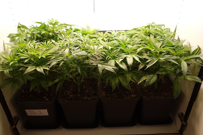 Growreport Bild 6
