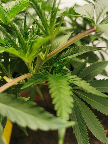Growreport Bild 6