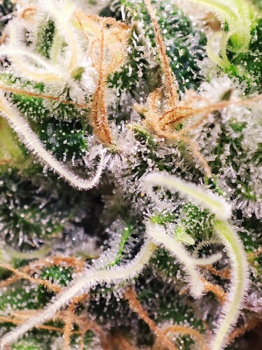 Growreport Bild 30