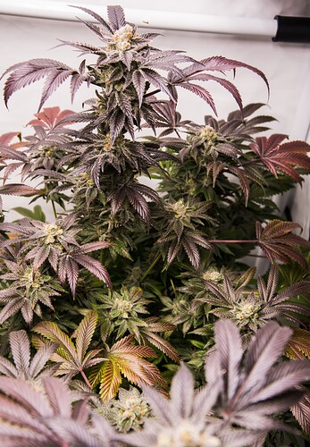 White_Widow