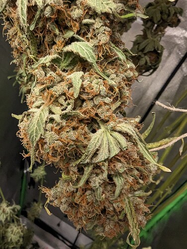 PXL_20240608_195534965