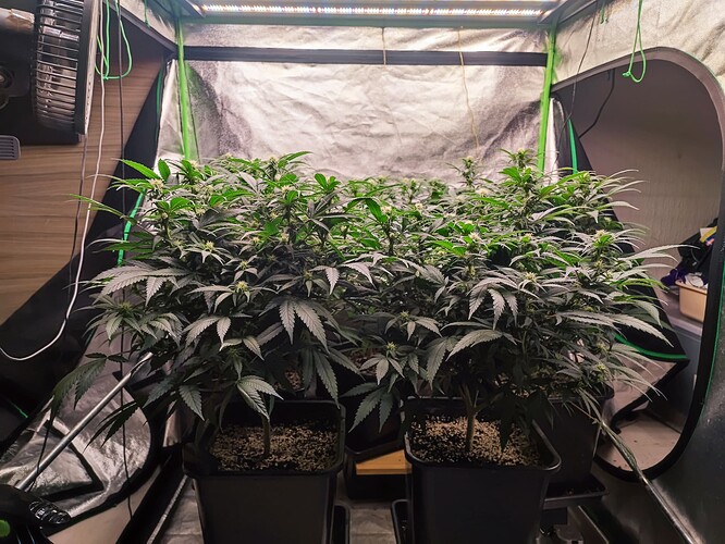 Growreport Bild 3