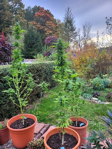 Growreport Bild 25