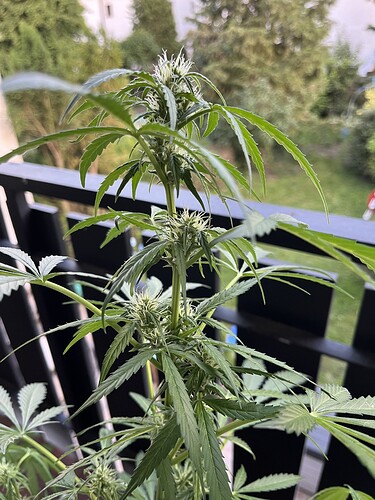 Growreport Bild 2