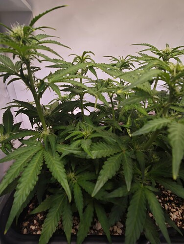 MVIMG_20251019_223251