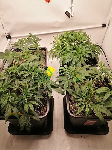 Growreport Bild 6