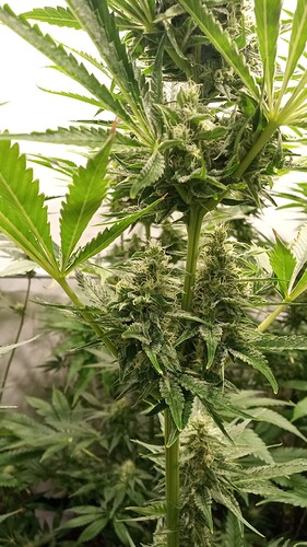 Growreport Bild 29