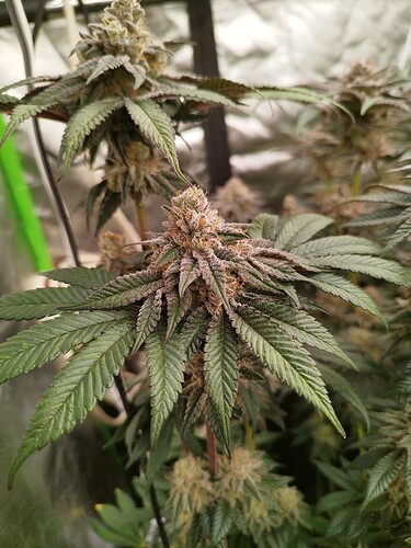 Growreport Bild 9