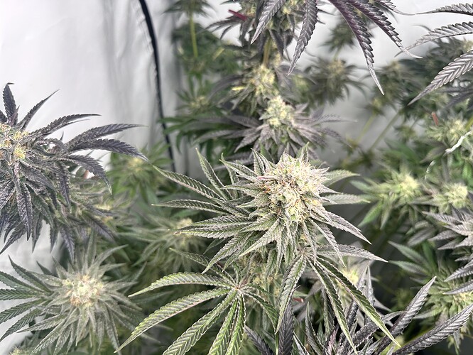 Growreport Bild 27