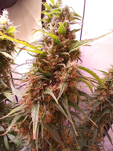 Growreport Bild 4