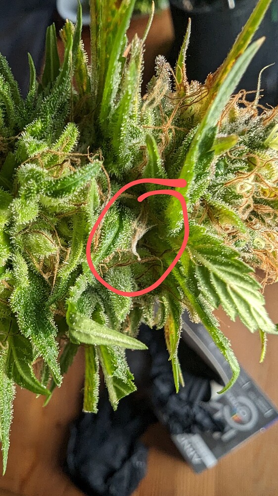 Minigrow One 36x38x69cm - Amnesia Haze