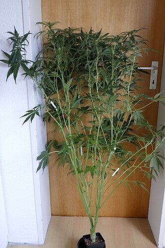 Growreport Bild 10
