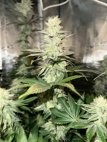 Growreport Bild 12