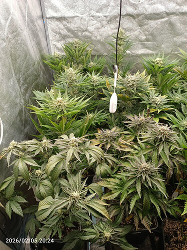 Growreport Bild 7