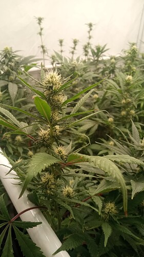 Growreport Bild 5