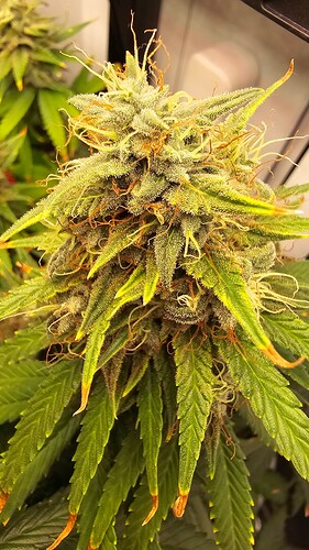 Growreport Bild 2