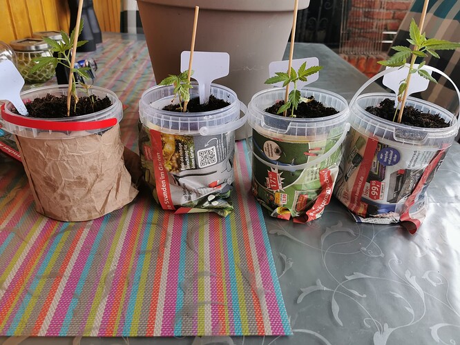 Growreport Bild 1