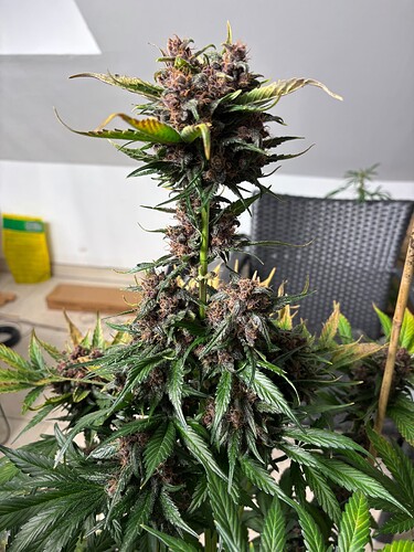 Growreport Bild 59