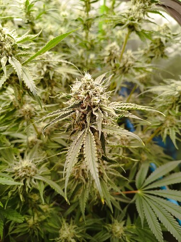 Nahaufnahme einer blühenden Cannabispflanze mit dichten, harzigen Blütenständen und fächerförmigen Blättern.