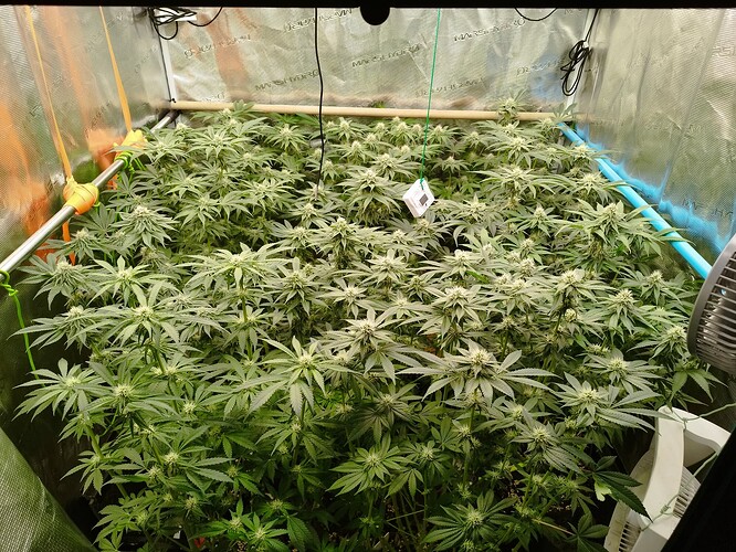 Growreport Bild 4