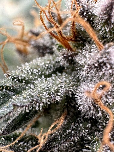 Gorilla2