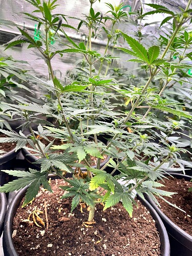 WhatsApp Image 2024-05-18 at 09.46.55