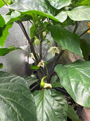 Growreport Bild 39